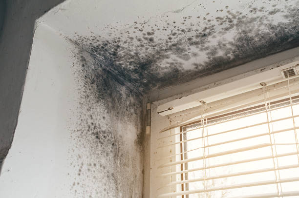 Affordable Mold Cleanup solutions in Troutdale, OR